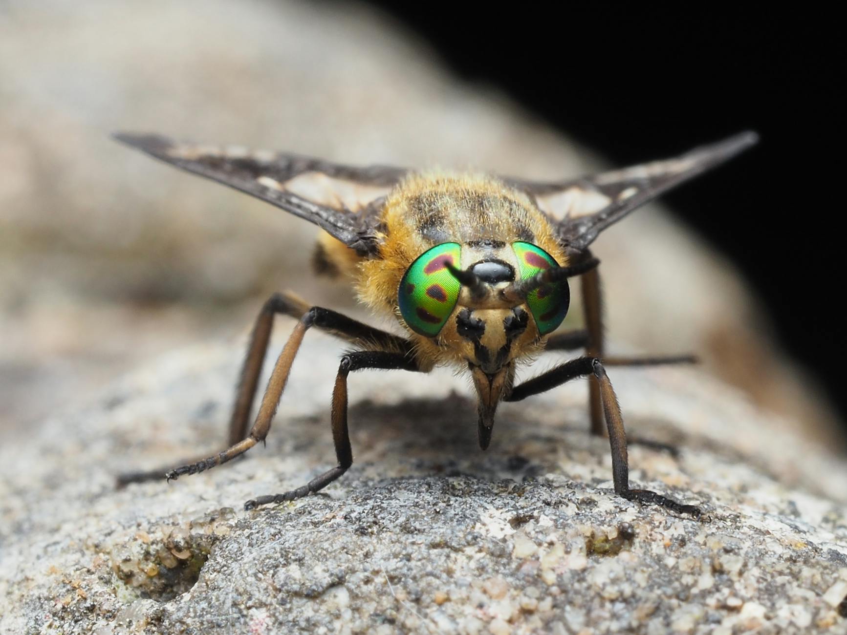 تحليل المنافسين في السوق